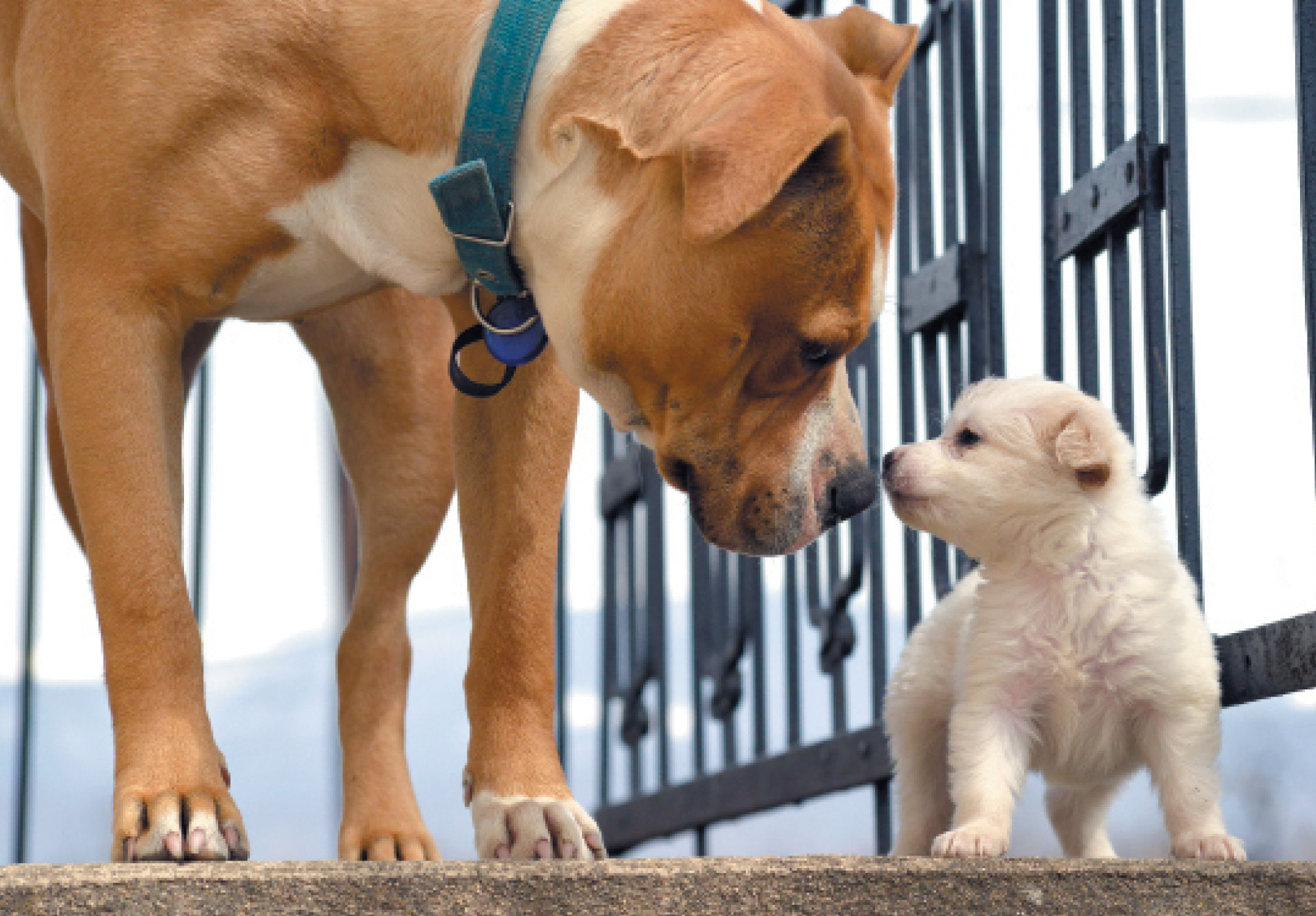 Mother dog looking at her puppy