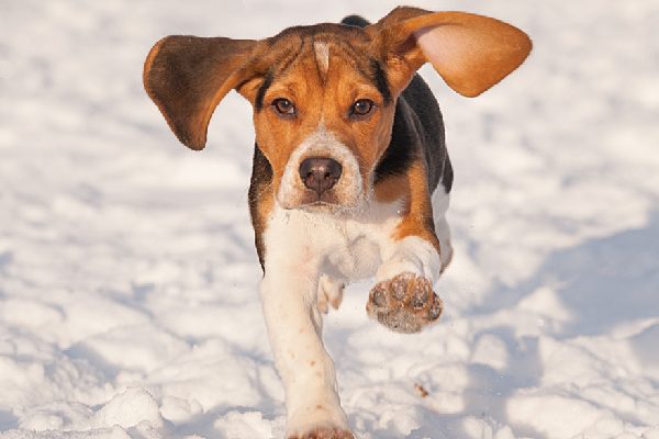 A Beagle running through the snow.