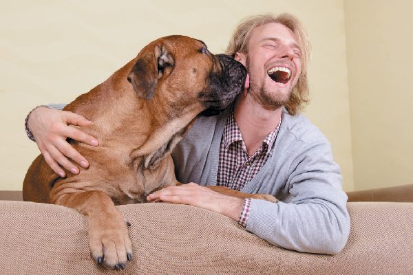 A big dog licking a man's face.