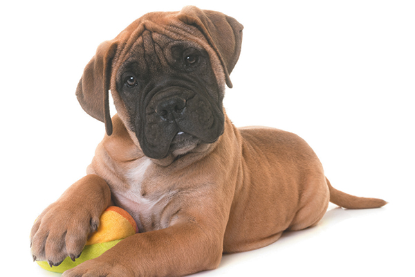 A Bullmastiff puppy.