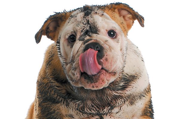 A very dirty dog.