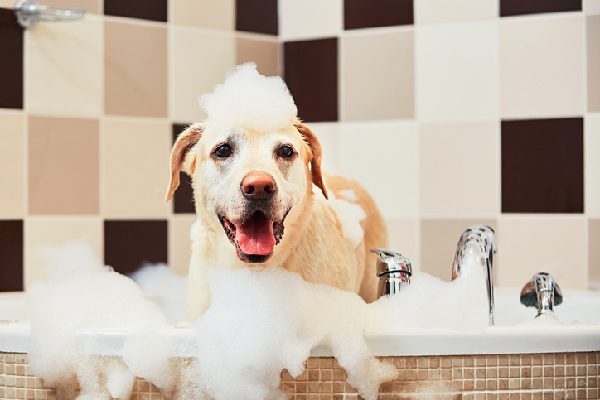 A dog getting a bath in a tub.