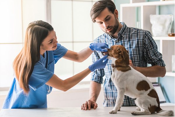 A dog getting his teeth checked out at the vet.