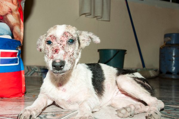 A dog with mange.