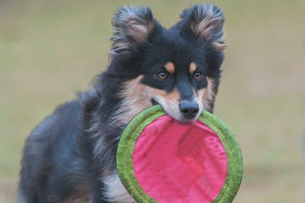 A happy dog running with a Frisbee.