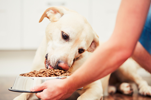 A hungry dog eating food out of a bowl.