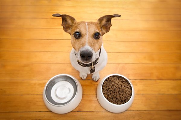 A hungry dog looking up from his food and water bowls.