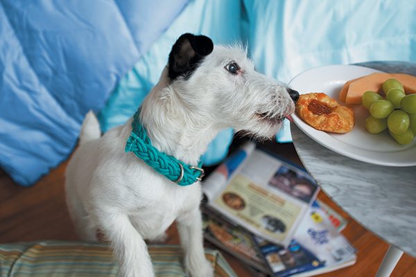 A dog about to steal from a plate of food.