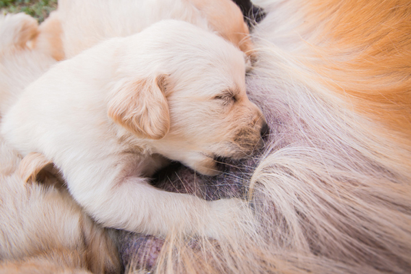 A nursing puppy.