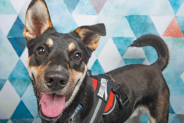 A puppy wearing a harness.