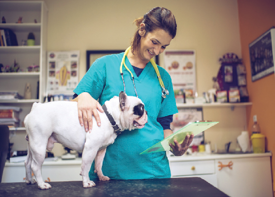 A vet patting a dog on the exam table.