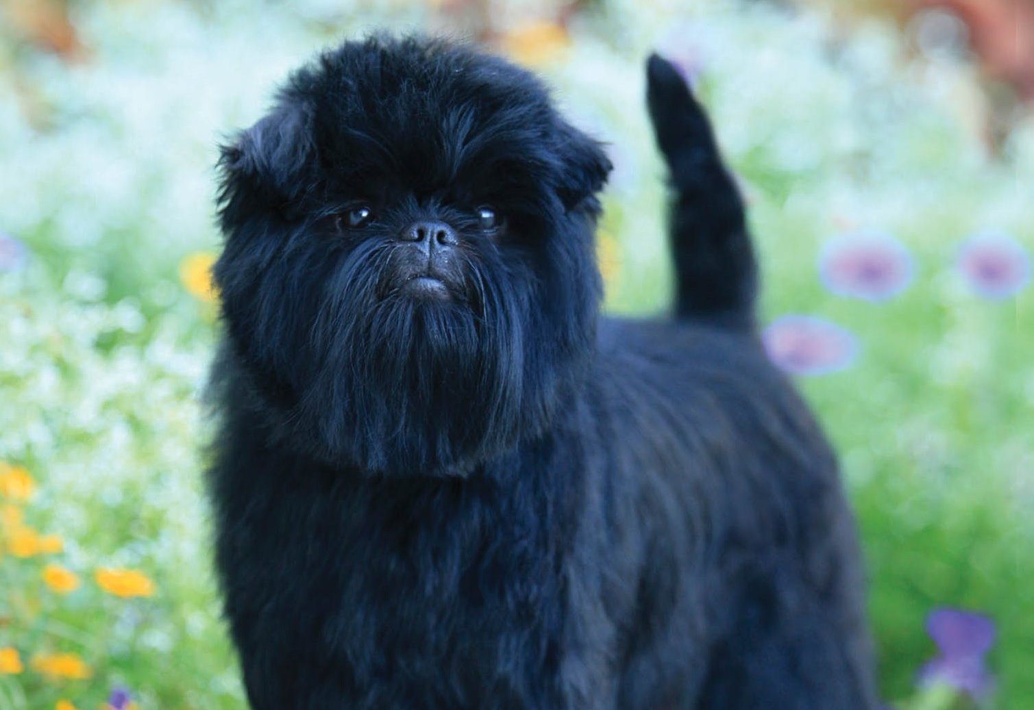 Affenpinscher Dog Breed