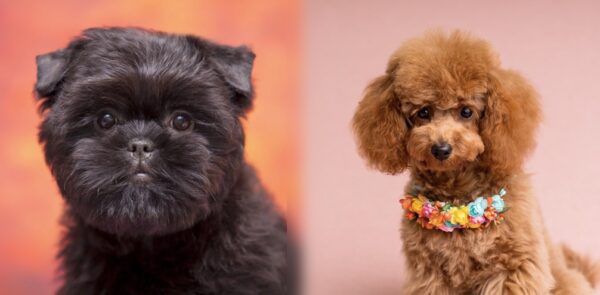 The parents of the Affenpoo mixed dog breed