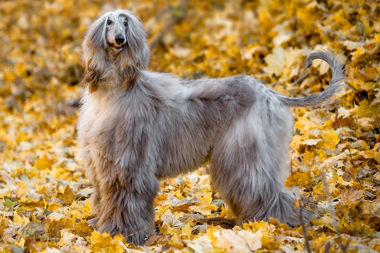 afghan hound outside in leaves