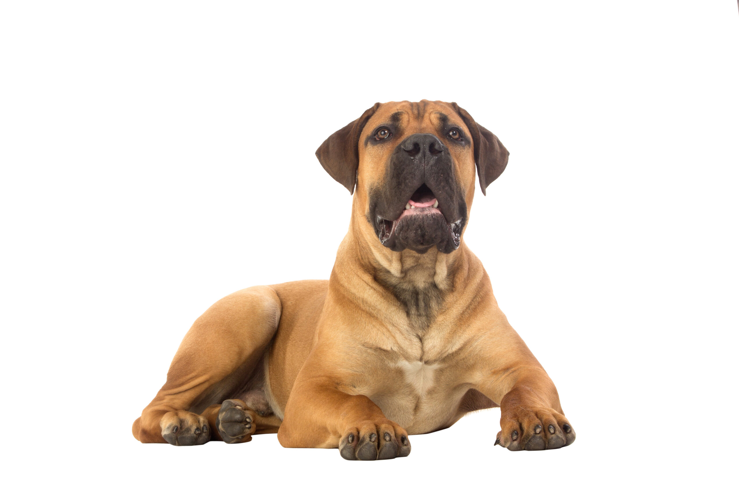 Rare breed South African boerboel puppy posing in studio.