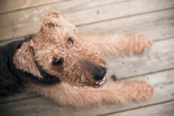 The Airedale terrier is an independent, problem-solving breed. Photography ©Alex Potemkin | Getty Images.