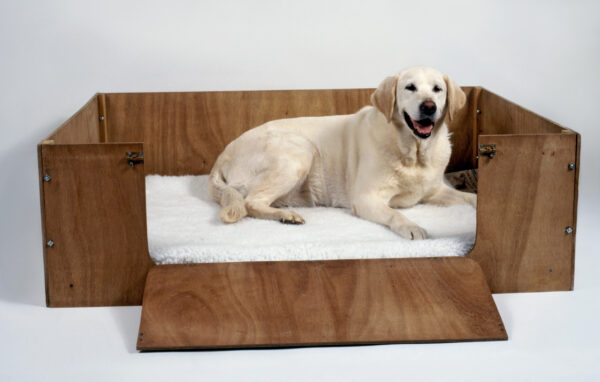 Pregnant Yellow Labrador Retriever lying in wooden whelping box