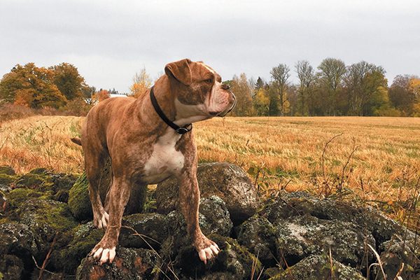 The Alapaha Blue-Blood Bulldog.