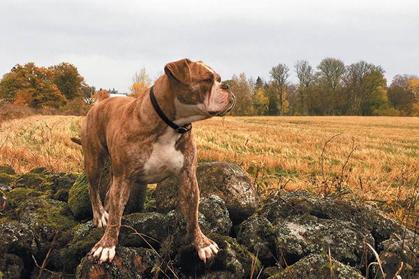 The Alapaha Blue-Blood Bulldog.