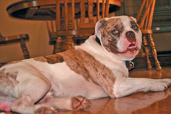 The Alapaha Blue-Blood Bulldog.