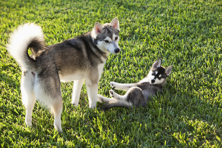 Alaskan Klee Kai Dog Breed