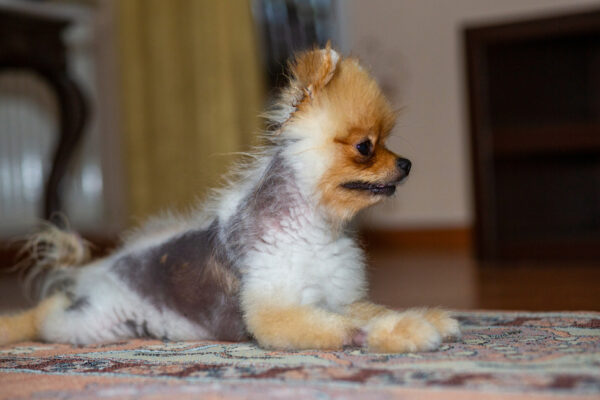 dog with alopecia