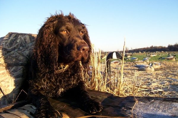 American Water Spaniel dog breed