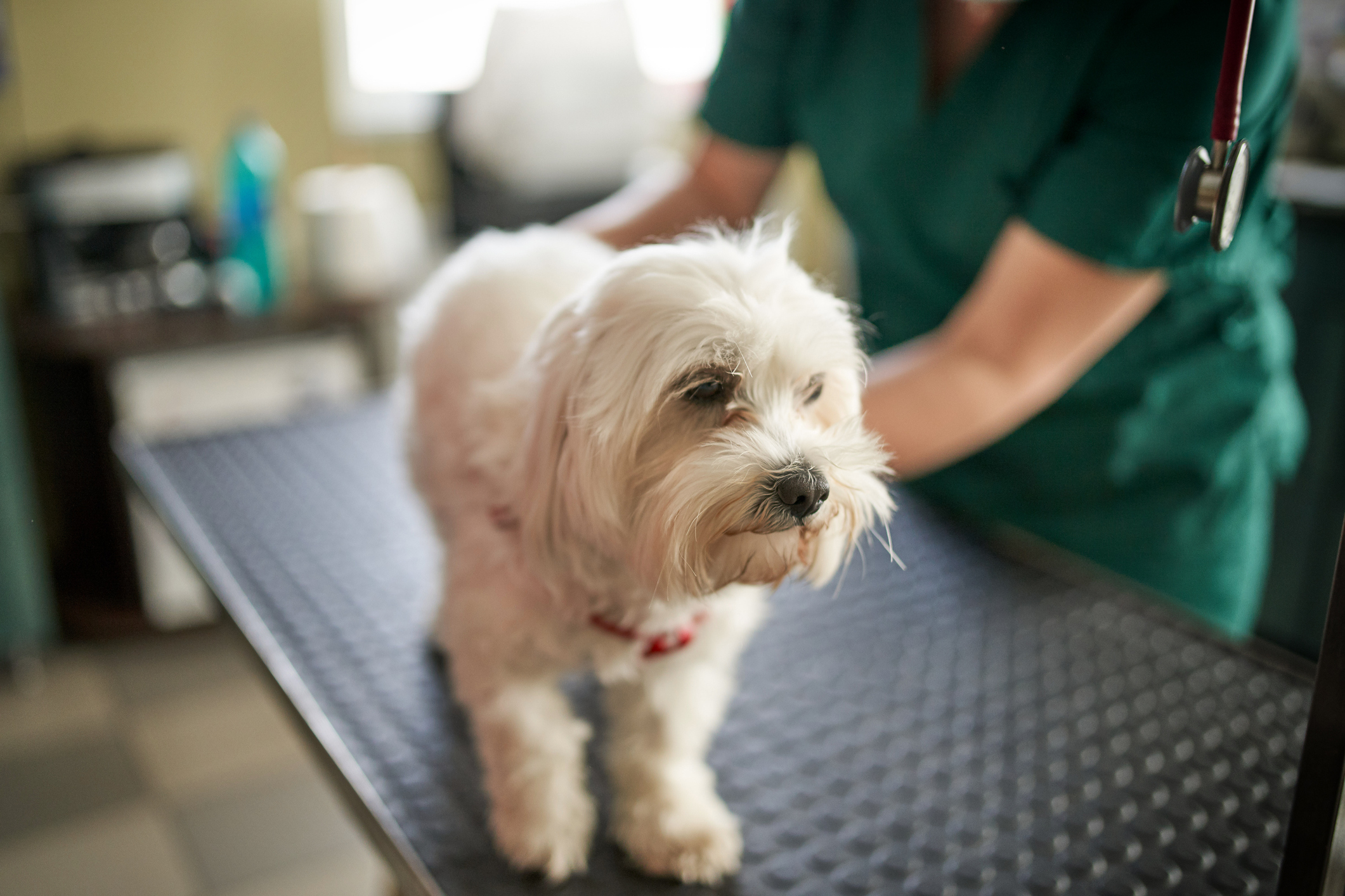 Perfect patient. A male middle aged vet making an injection for a small maltese dog holding a patient. Vet clinic