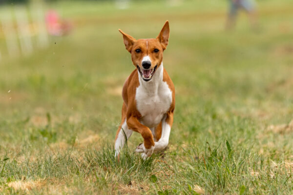 Basenji puppy first time running on the field