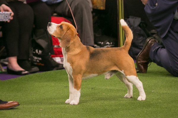 Beagle dog breed