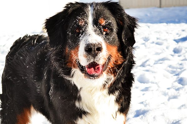 Bernese Mountain Dog.