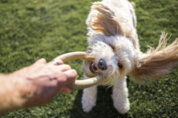 Dog playing