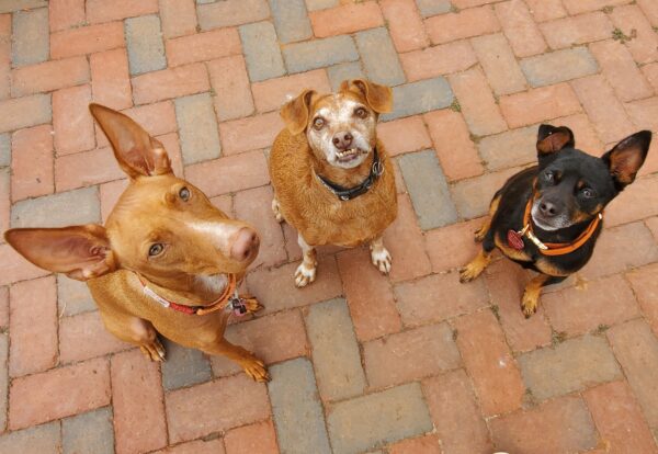 three dogs looking up