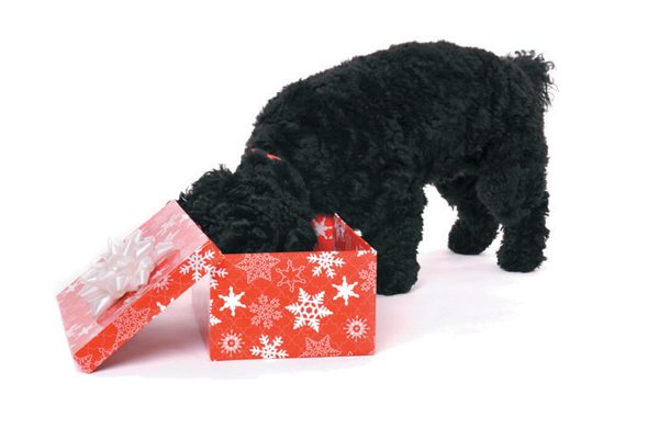 Film your dog opening his gifts this season. Photography ©Alexandra Draghici l Getty Images.