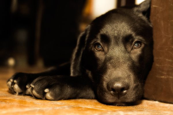 A black dog scared and hiding.