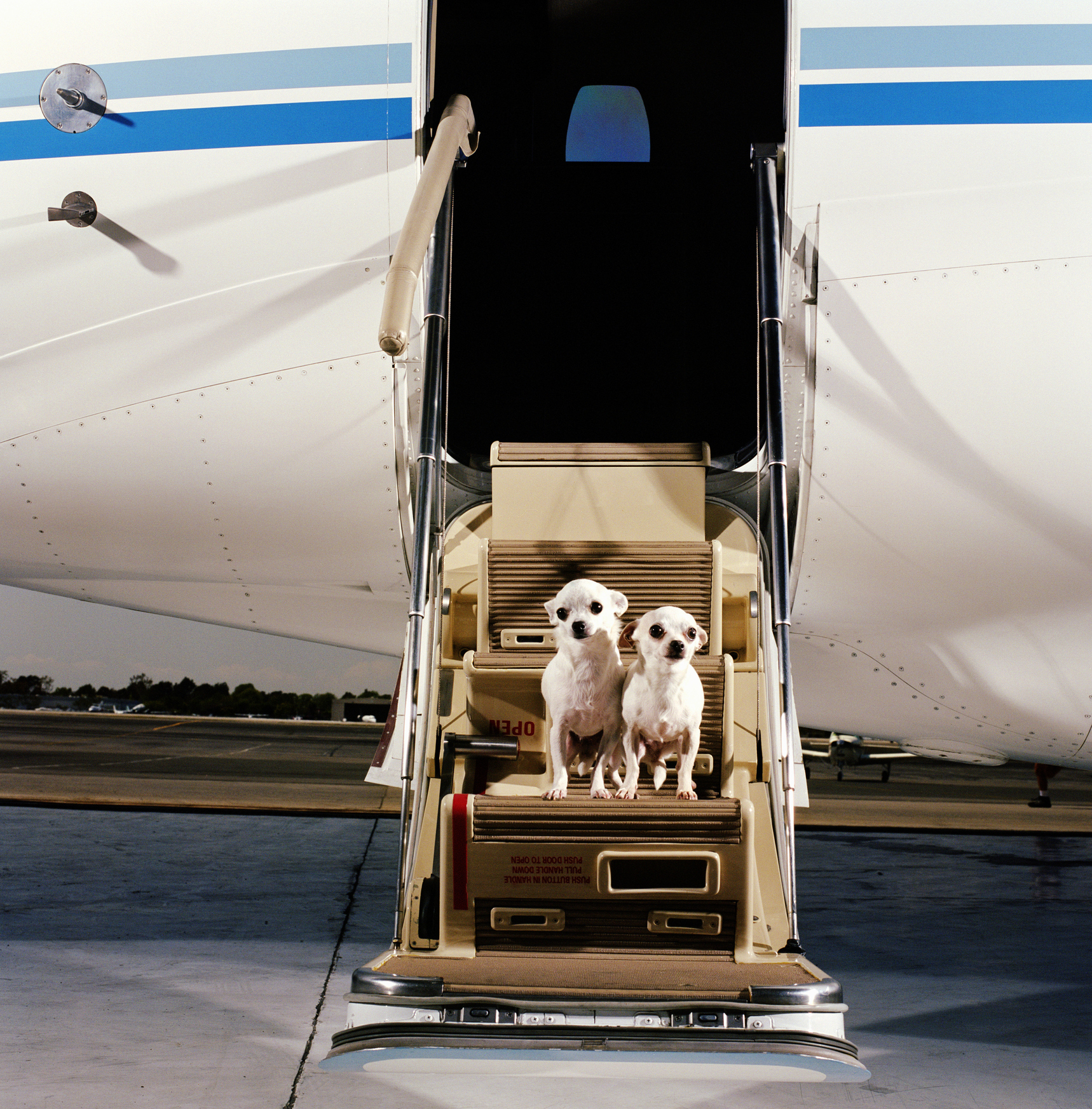 Two White Smooth-coat Chihuahuas, sitting on steps of corporate jet