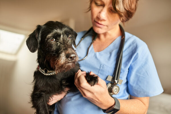 Veterinarian examining at the paws of a dog