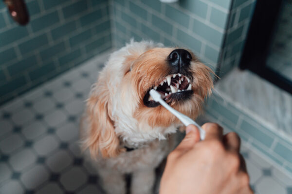 Close-up Shot Of Male Hand Brushing Teeth Of His Dog In The Bathroom