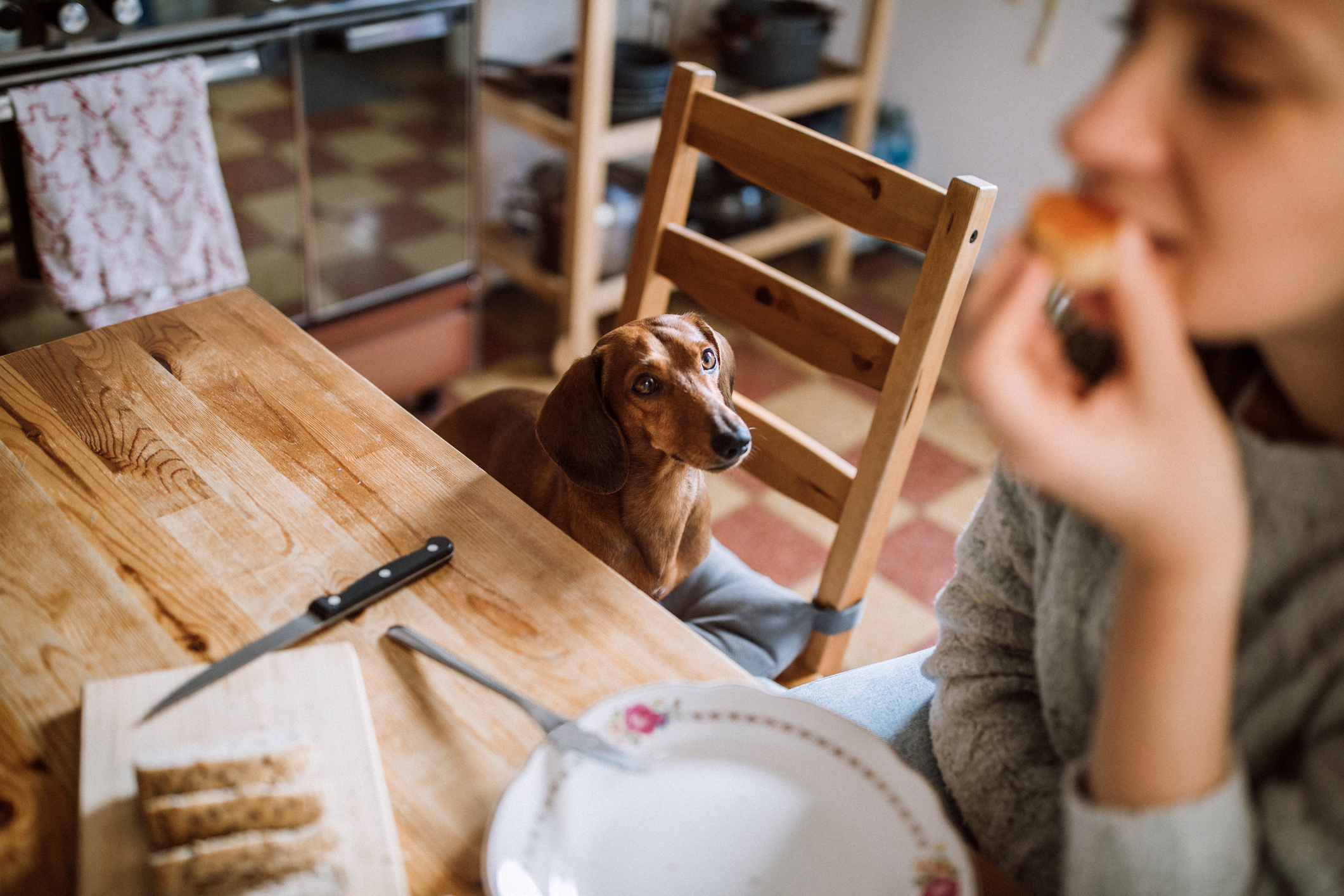 Sharing Her Breakfast With Dachshund Dog