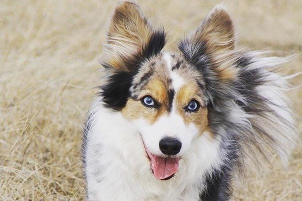 A blue-eyed Cardigan Welsh Corgi.