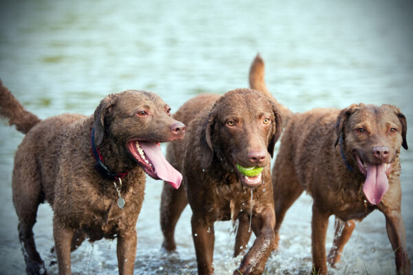 Three retrievers in the water