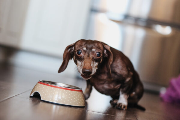 Disabled Senior Dachshund Dog Eating Pet Food At Home