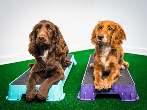 two dogs laying on platforms