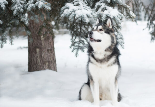 snow dog breeds