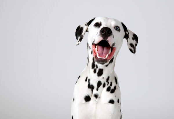 Dalmatian