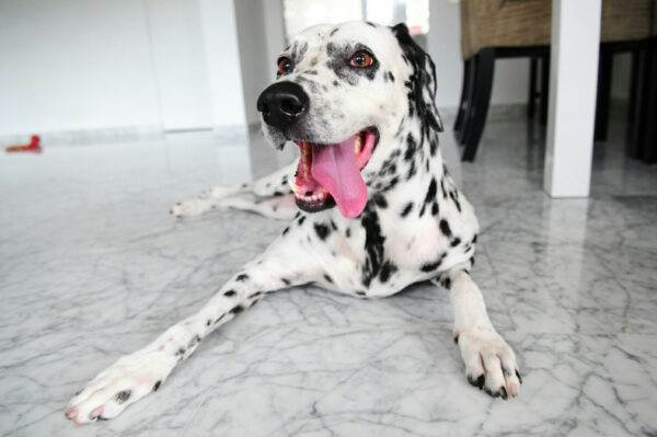 dalmatian temperament