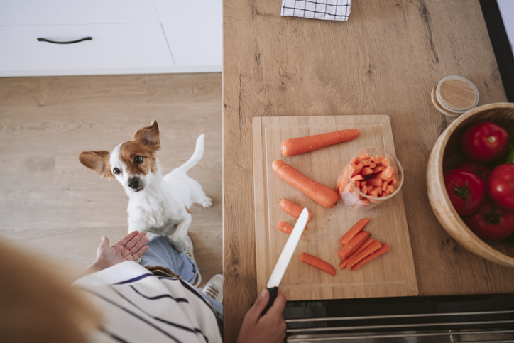 Dog leaning on woman preparing food at home