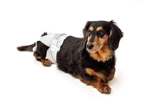 Disposable Dog Diaper