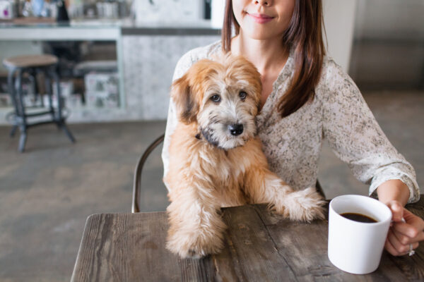 Portrait of puppy sitting on female owners knee at kitchen table