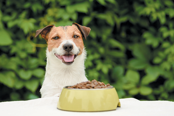 Borage, black currant and evening primrose have the highest levels of GLA for your dog's health. Photography ©UserGI15966731 | Getty Images.